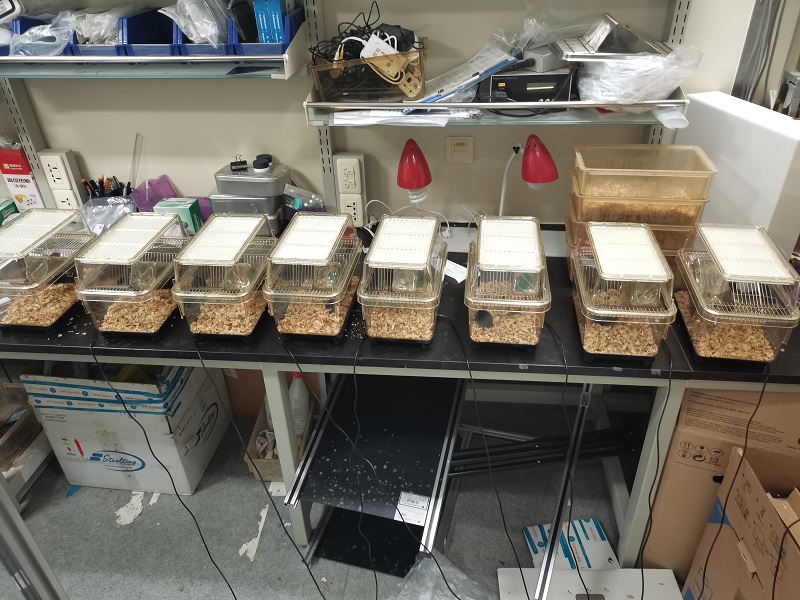 無創睡眠監測系統